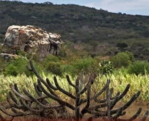 Pesquisa revela novas espécies da caatinga e amplia conhecimento sobre biodiversidade do semiárido.