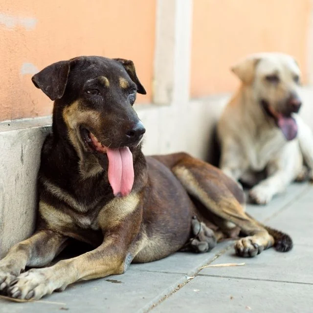 Presença de cães e gatos soltos nas ruas de Ouricuri (PE) será tema de audiência pública.