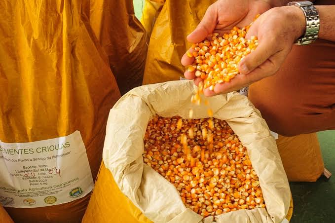 Prefeitura de Dormentes anuncia distribuição de sementes para agricultores.
