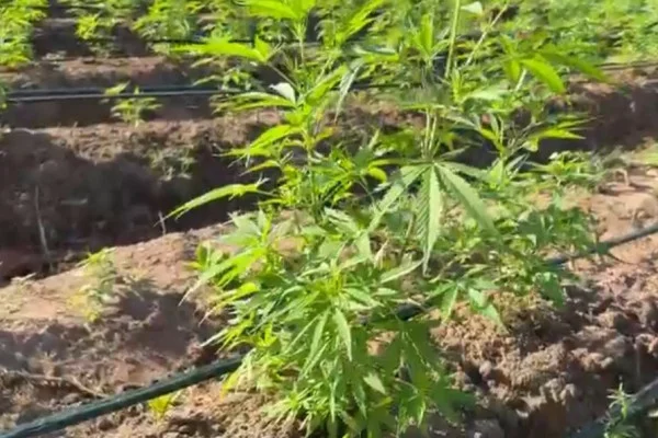 Operação conduzida pela polícia de Cabrobó (PE) apreende mais de uma tonelada de maconha.