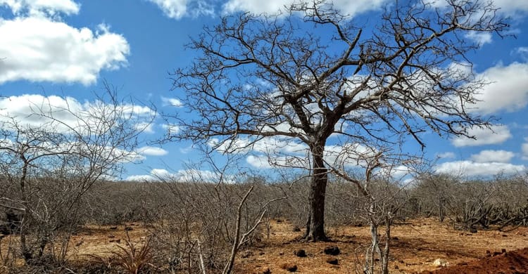 Dormentes e Afrânio têm situação de emergência reconhecida pelo Governo Federal devido à estiagem.