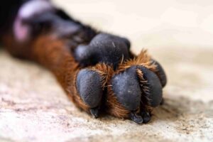 Governo de SP sanciona lei que autoriza o sepultamento de cães e gatos em jazigos familiares.