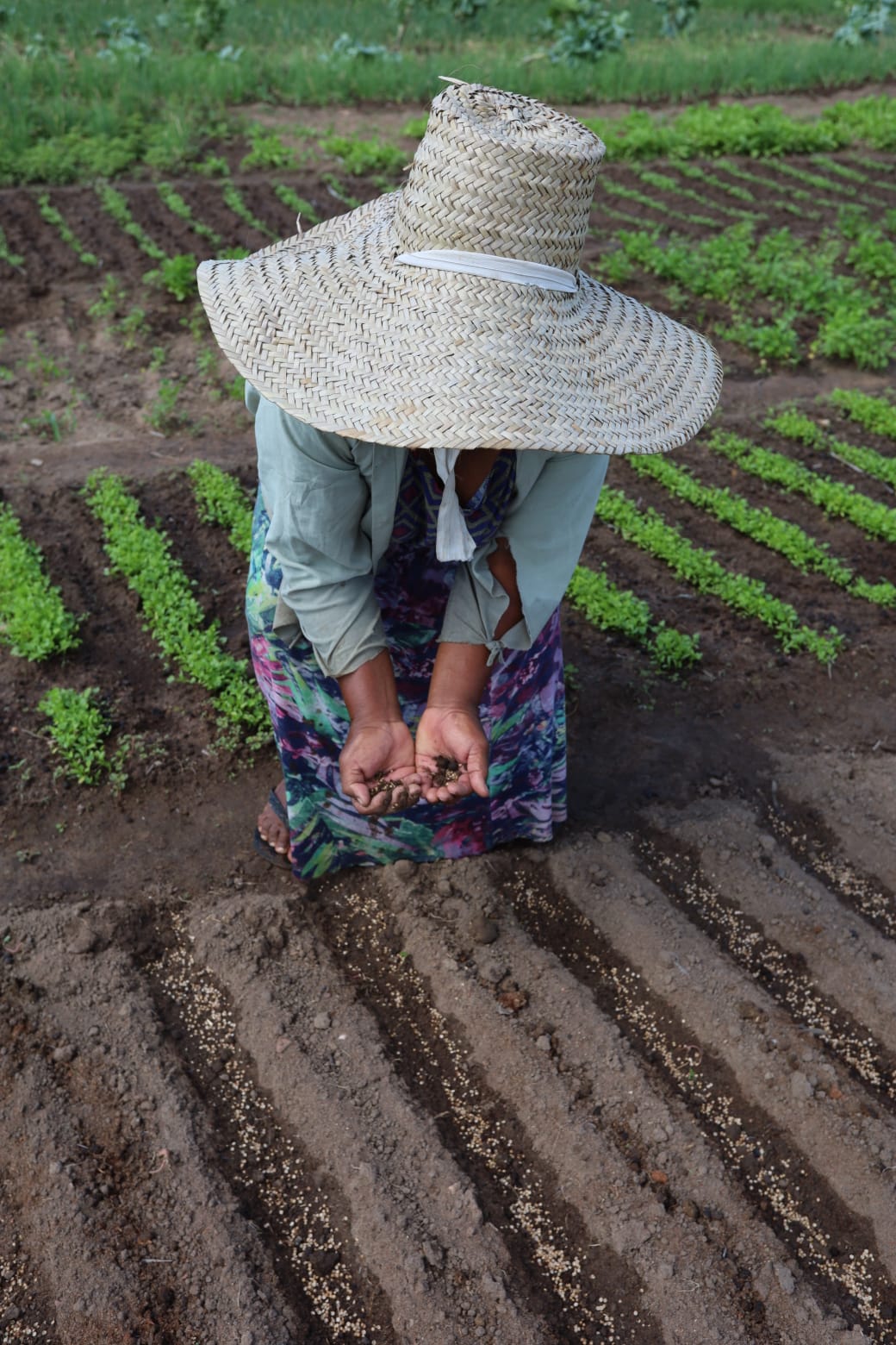 Garantia safra 2024 começa a ser pago hoje para agricultores de Dormentes, Afrânio, Santa Filomena e região