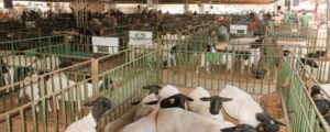 Comercialização de baias para a Caprishow 2026 começa nesta sexta-feira (1º) em Dormentes