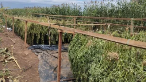 Polícia Federal de Salgueiro erradica 2 toneladas de “maconha gourmet” na divisa entre Alagoas e Bahia