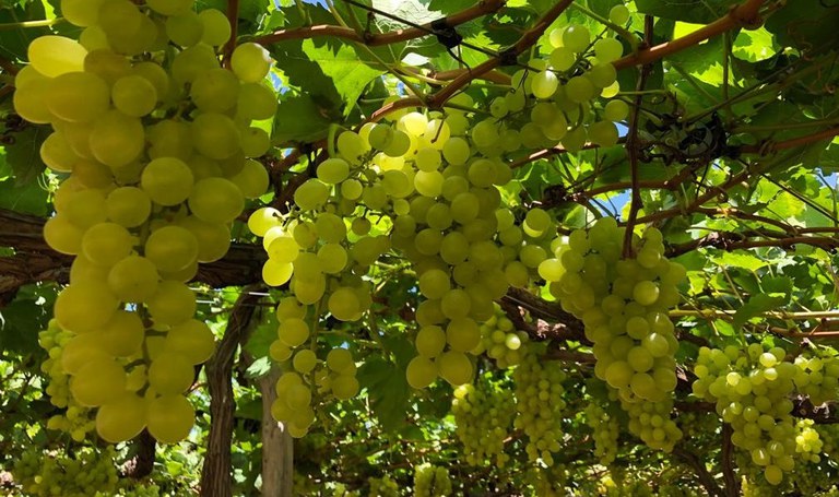 Uvas do Vale do São Francisco terão tarifa zero para a Europa a partir de maio