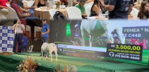 Dormentes (PE): Leilões virtuais da CAPRISHOW 2026 batem recorde e superam expectativas