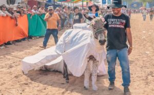 Jecana do Capim abre inscrições para corrida de jegues e Jegue Fashion