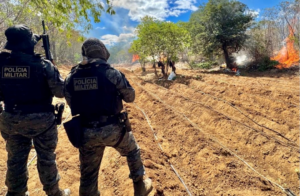 Policiais do 2º BIEsp erradicam plantio com cerca de 24 mil pés de maconha no Sítio Capacidade, em Dormentes