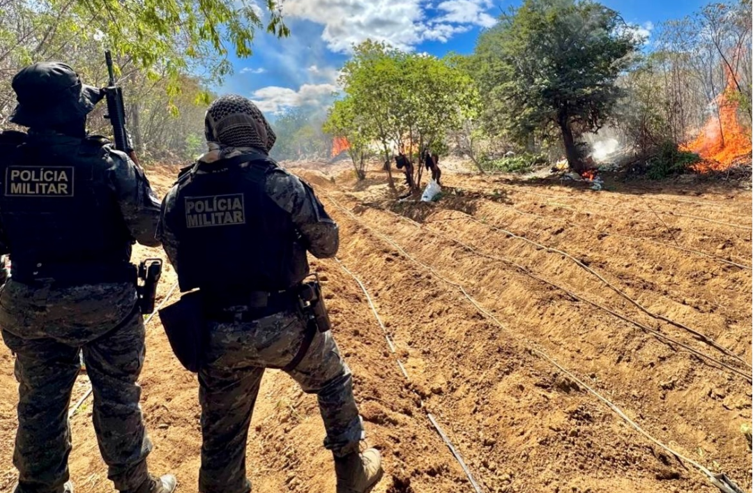 Policiais do 2º BIEsp erradicam plantio com cerca de 24 mil pés de maconha no Sítio Capacidade, em Dormentes