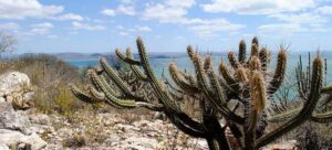 Governo federal amplia ações para frear avanço da desertificação na Caatinga
