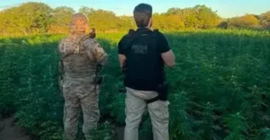 Polícia Civil e BEPI erradicam cerca de 56 mil pés de maconha na zona rural de Cabrobó