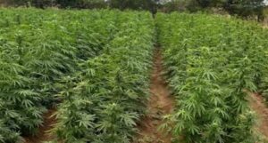 No 2º dia de operação, PCPE localiza nova plantação de maconha em Cabrobó