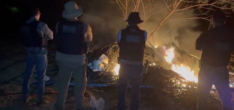 50 mil pés de maconha são destruidos e tres homens são presos em Santa Filomena