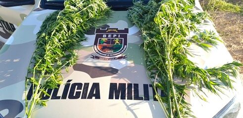 BEPI destrói plantação com mais de 12 mil pés de maconha em Lagoa Grande