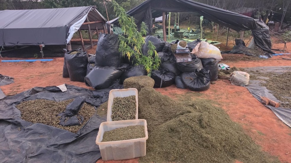 Fazenda da maconha: delegados investigados por atuação no caso são exonerados do cargo no Ceará