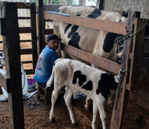 Primeira etapa do Concurso Qualidade do Leite foi realizada nesta segunda-feira (20) em Afrânio, com coleta de amostras