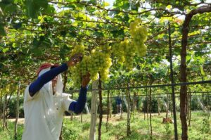 Novo tarifaço americano sobre uva ameaça empregos no Vale do São Francisco