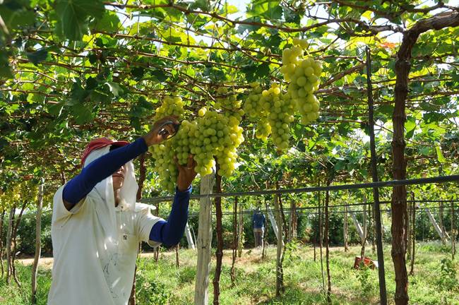 Novo tarifaço americano sobre uva ameaça empregos no Vale do São Francisco