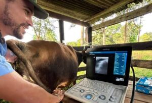Afrânio agroforte: produtores recebem reforço na pecuária com veterinário e ultrassonografias do rebanho leiteiro