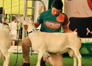 EXPOLEITE 2026 MOVIMENTA 8 MILHÕES E REÚNE MAIS DE 1,1 MIL ANIMAIS.
