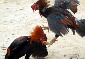 Polícia ambiental flagra tinha de galos com 163 aves e 113 pessoas em Pernambuco