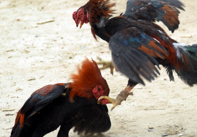 Polícia ambiental flagra tinha de galos com 163 aves e 113 pessoas em Pernambuco