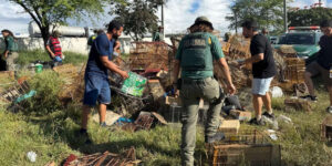 Ibama apreende 510 aves em operação de combate ao tráfico de animais na Feira de Caruaru