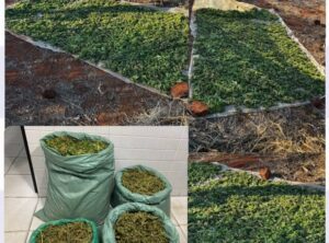 Polícia Militar apreende 17 kg de maconha na zona rural de Cabrobó