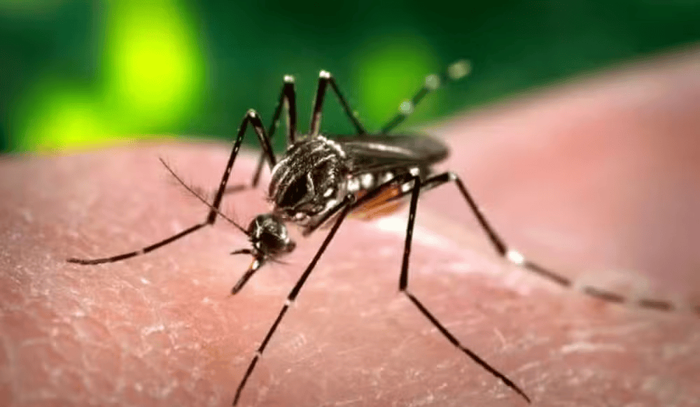 SES confirma terceira morte por dengue em Pernambuco, em 2026