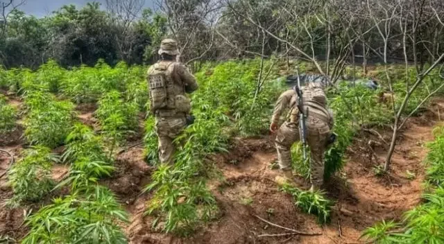 Policiais militares e federais erradicam aproximadamente 12 mil pés de maconha na zona rural de Salgueiro (PE)