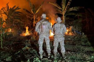 Cerca de 70 kg de maconha são apreendidos e 32,7 mil pés da erva são incinerados no Sertão