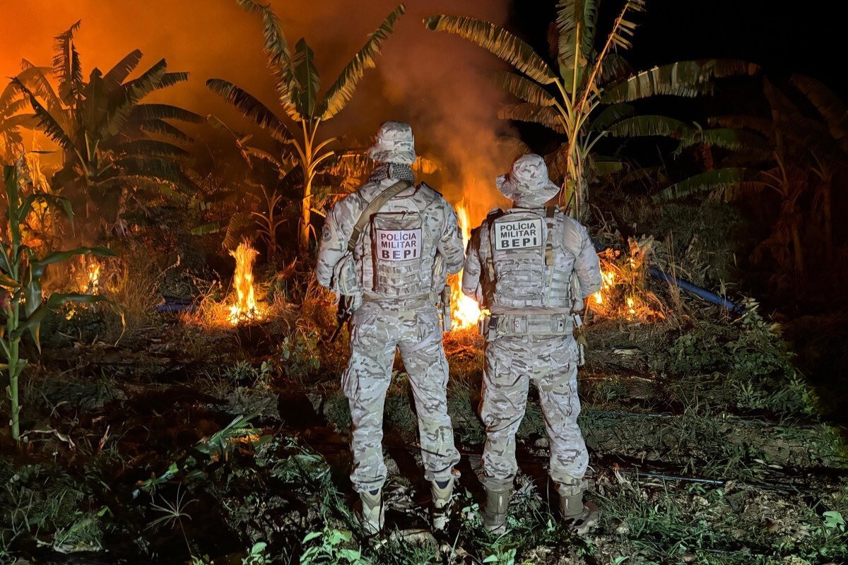Cerca de 70 kg de maconha são apreendidos e 32,7 mil pés da erva são incinerados no Sertão