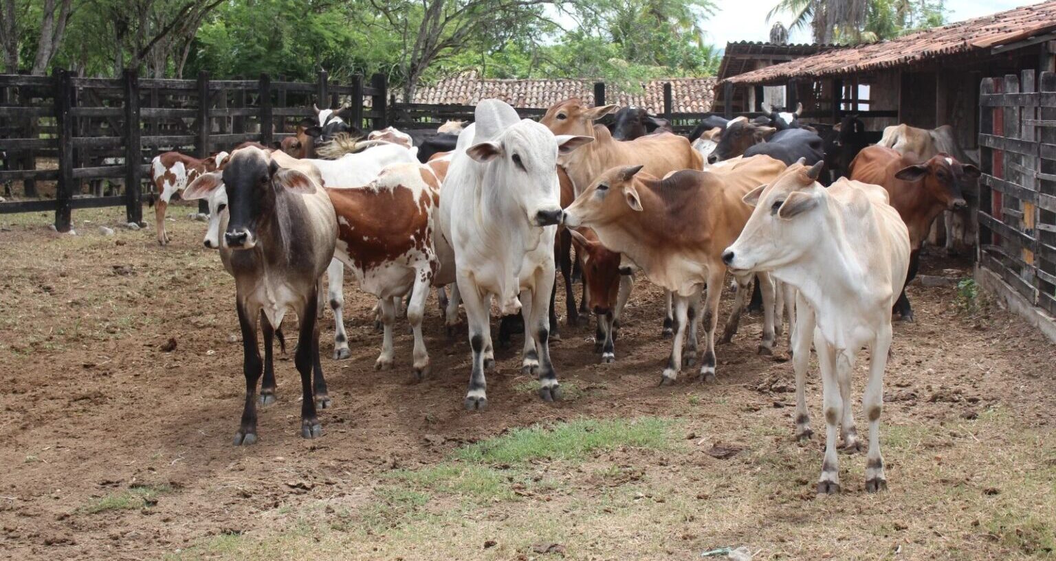Adagro confirma foco de raiva dos herbívoros no agreste de Pernambuco e orienta vacinação de animais