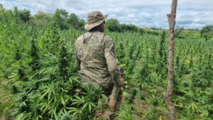 PF erradica 612 mil pés de maconha no sertão pernambucano