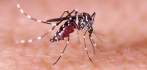 Sétima morte por dengue é confirmada em Pernambuco; casos notificados sobem 31,2%